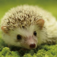 店橋憲一チャンネル