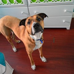 Sparky The Wonder Dog