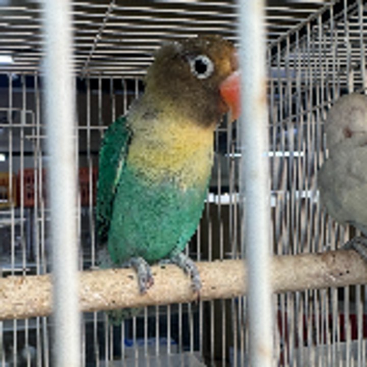 Dailymotion profile picture for @Parrots