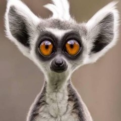 Funny Animals - Animaux Drôles