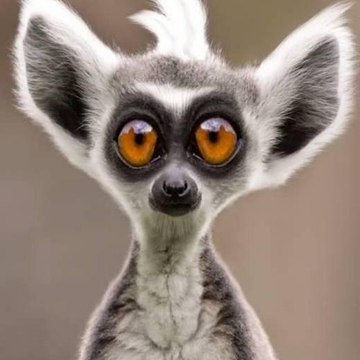 Funny Animals - Animaux Drôles
