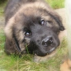 Balou (Baal Baoteck)