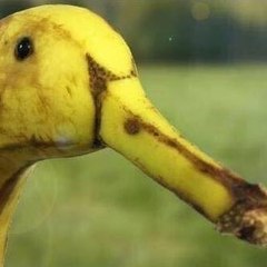 rubberduck27