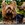 the dogs
