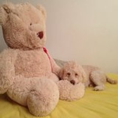 Cuteypets
