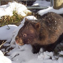 le wombat