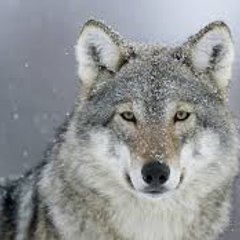 Andu Wolf