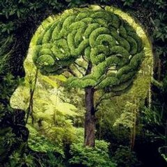 Inner Roots