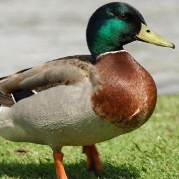 Ducky Bhai