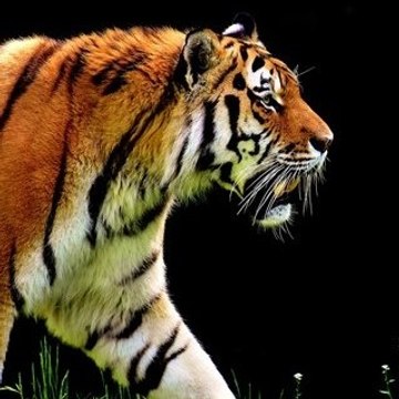 Animals Discovery Channel