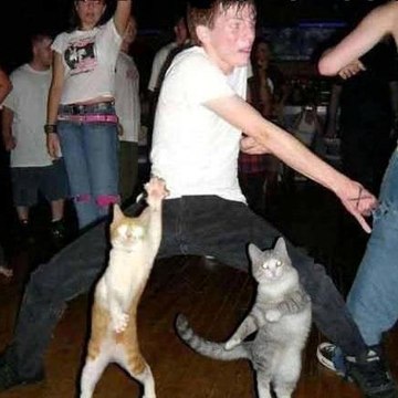 Fifi Viral