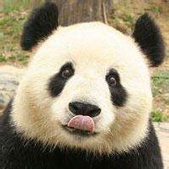 panda