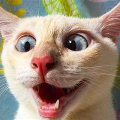 Funny Animals Life
