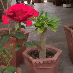 LEARNING GARDENING WITH MJ