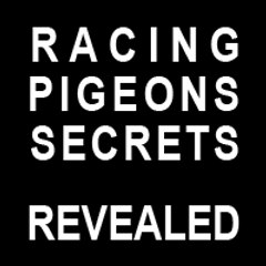 Racing Pigeons Secrets