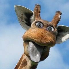 funny animals
