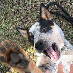 Duque - Love Dog
