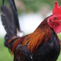 Gallos Traba bonao
