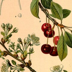 Anthrobotanica