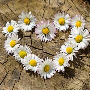 Ho'oponopono y algo más