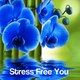 stress free you
