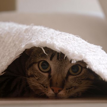 No cats No life