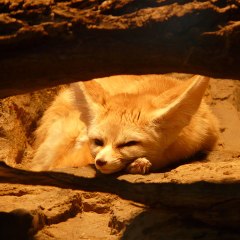 fennecgif