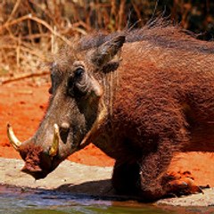 Warthogins Tuskrooter