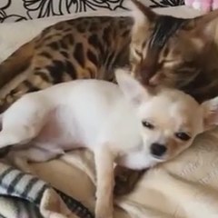 Adorable Moment