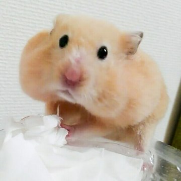 M nakata