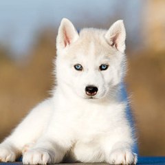 pet goals
