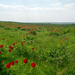 Rukot