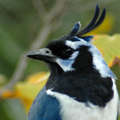 YellowBilledMagpie