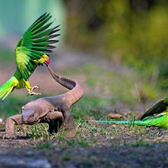 animal world
