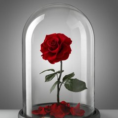 La Vie en Rose ♥♫♪♪♫♫♪♫♥