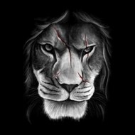 The Mapogos - Lions of Sabi Sand