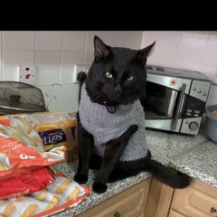 Ninja Famous cat