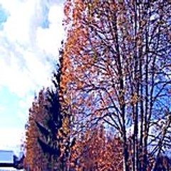 williameva4490