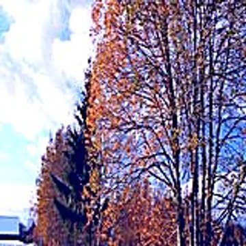williameva4490