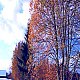 williameva4490