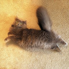 FatFeetGrey