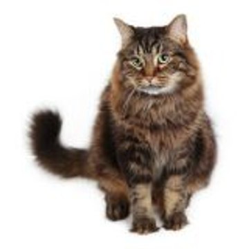 Fofa Kittens مغامرات القطه فوفو