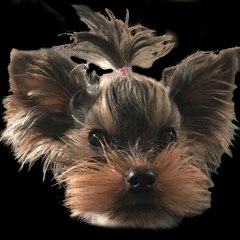 Rozalia Posada the yorkie