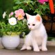 DISCOVERY ANIMALS