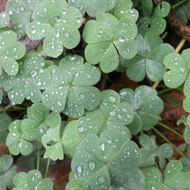 Six_Leaf_Clover