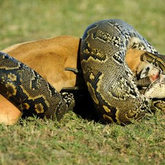 Animal World
