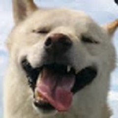 白柴犬 - 杏仁のVlog