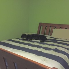 Lavender Dog Studios