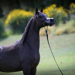 Arabian horses