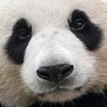 ScepticalPanda
